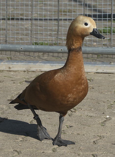多平台传播
